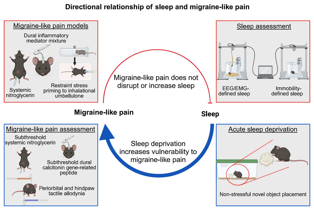 New Study Unravels the Complex Relationship Between Migraine and Sleep